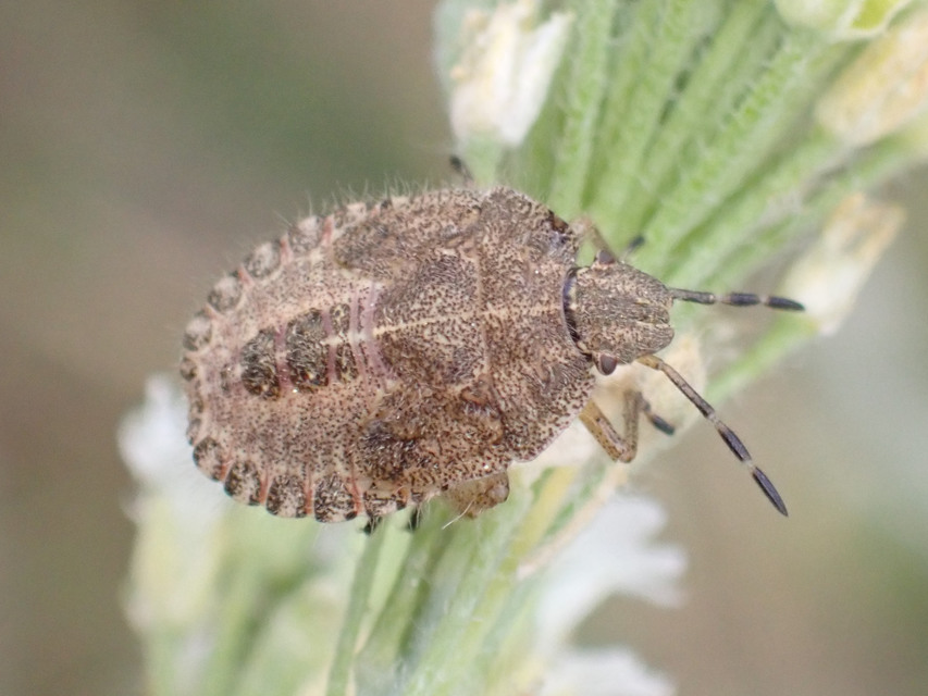 Dolycoris baccarum - közönséges bogyómászó-poloska Dolycoris baccarum - közönséges bogyómászó-poloska