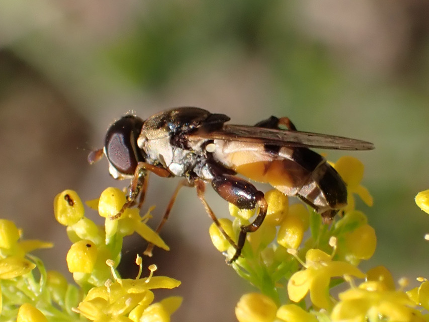 Syritta pipiens - zizegő comboslégy