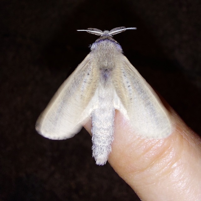 nádfúrólepke - Phragmataecia castaneae