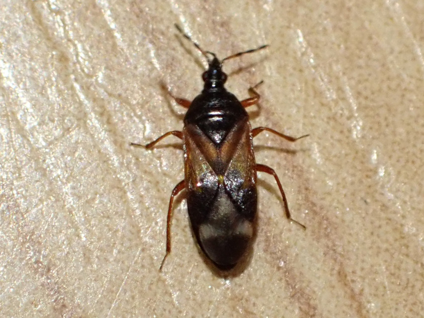 Anthocoris Anthocoris