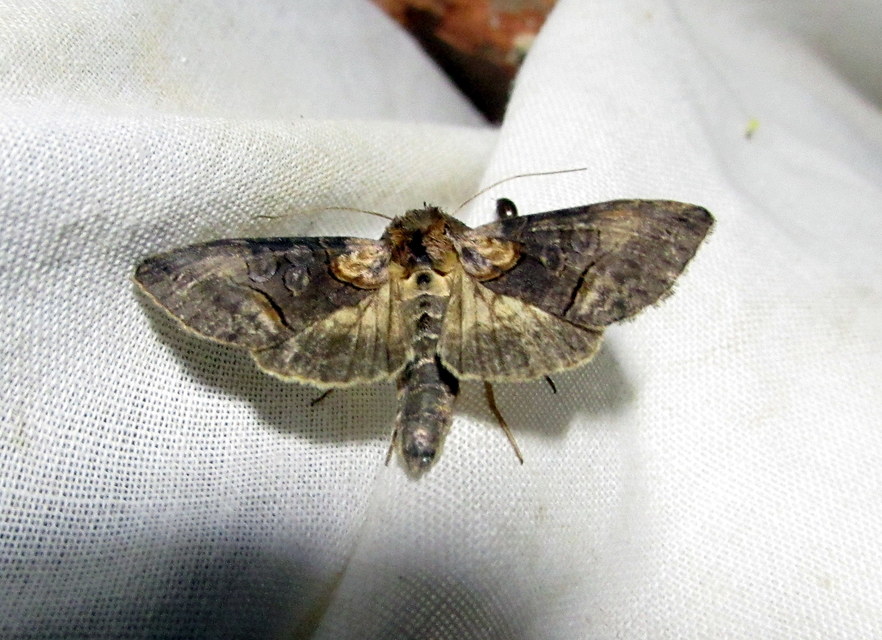 Abrostola asclepiadis - barnaövű csalánbagoly