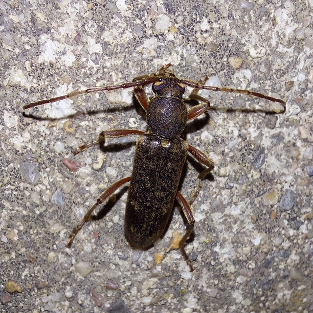 Trichoferus campestris - szállóvendég éjicincér