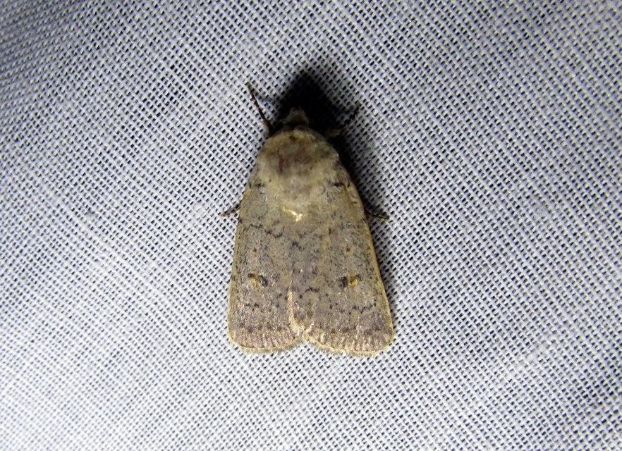 homokszínű selymesbagoly - Platyperigea aspersa