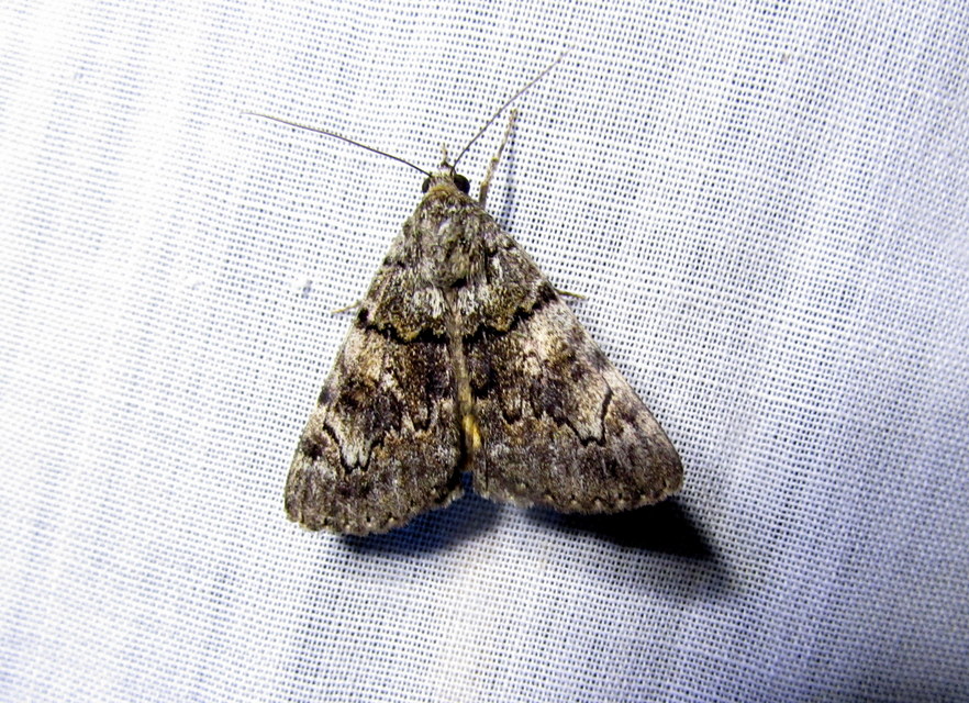 kis sárgaövesbagoly - Catocala nymphagoga