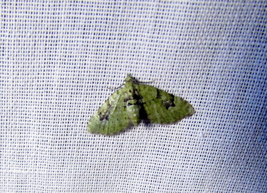 zöldes törpearaszoló - Chloroclystis v-ata