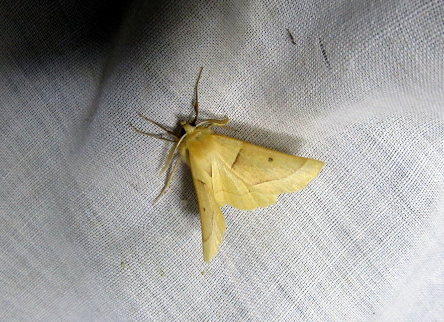 sárga sávosaraszoló - Crocallis elinguaria