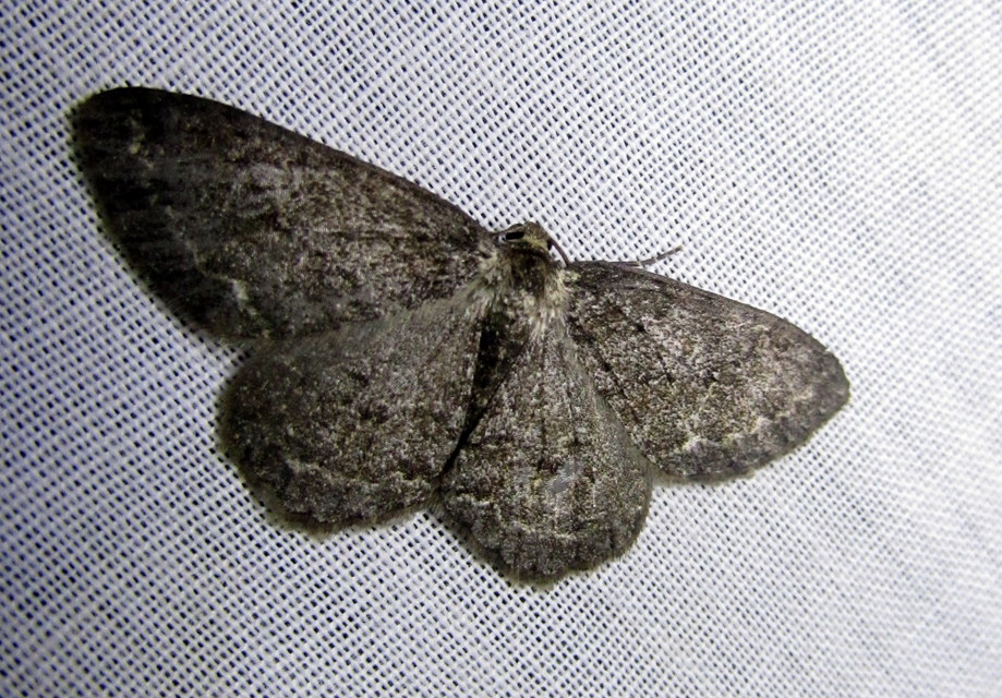 avararaszoló - Ectropis crepuscularia