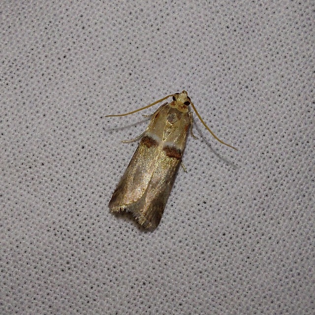 Acrobasis tumidana - bordás karcsúmoly