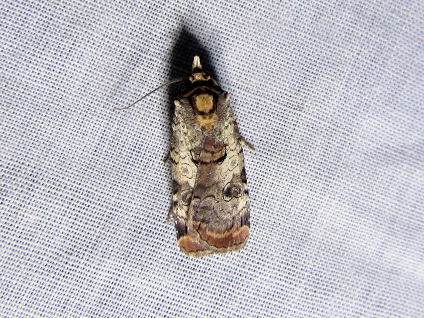 Epilecta linogrisea - karcsú sárgafűbagoly