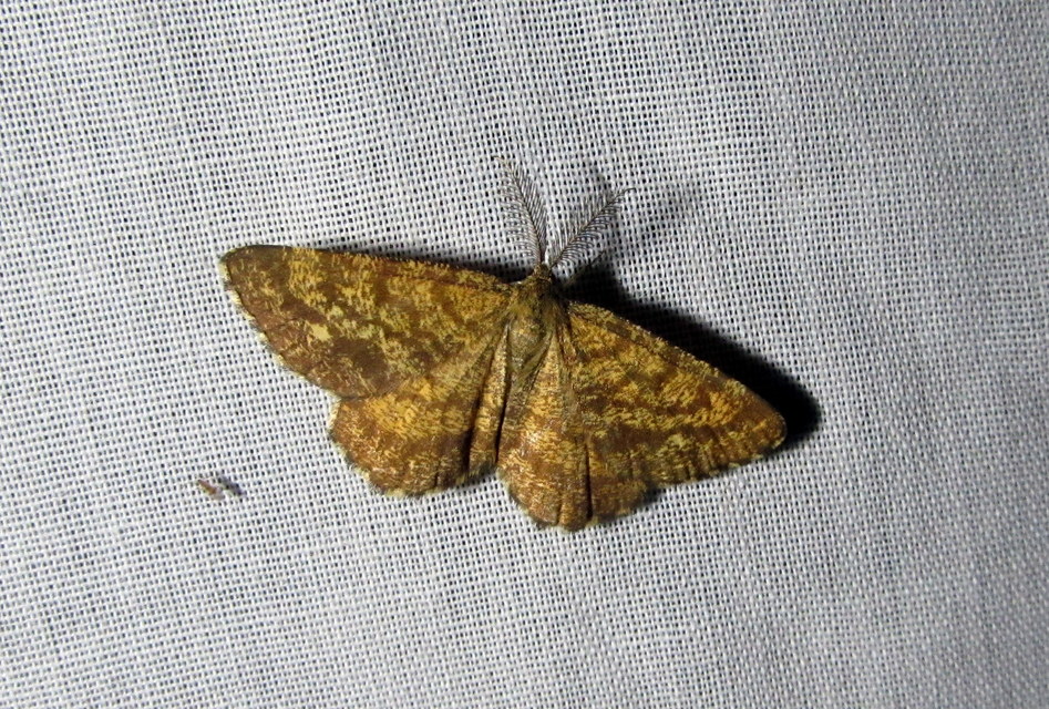 barna rétiaraszoló - Ematurga atomaria