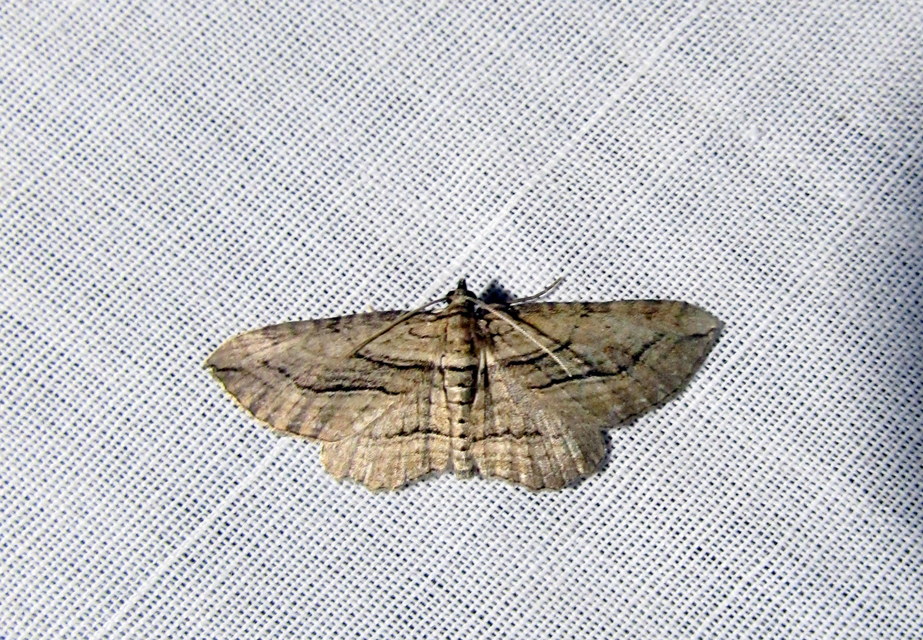 barna iszalagaraszoló - Horisme corticata