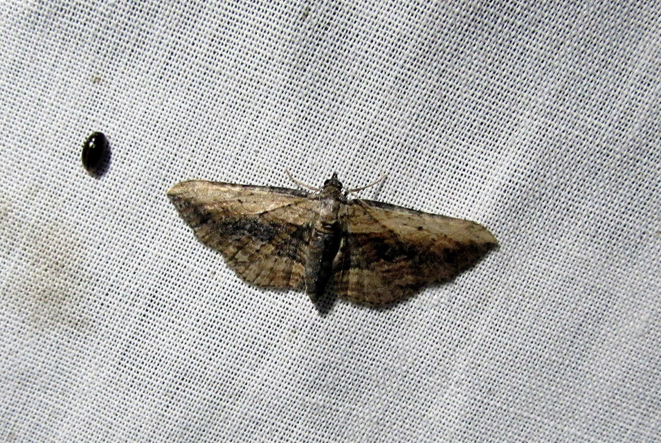 tarka iszalagaraszoló - Horisme vitalbata