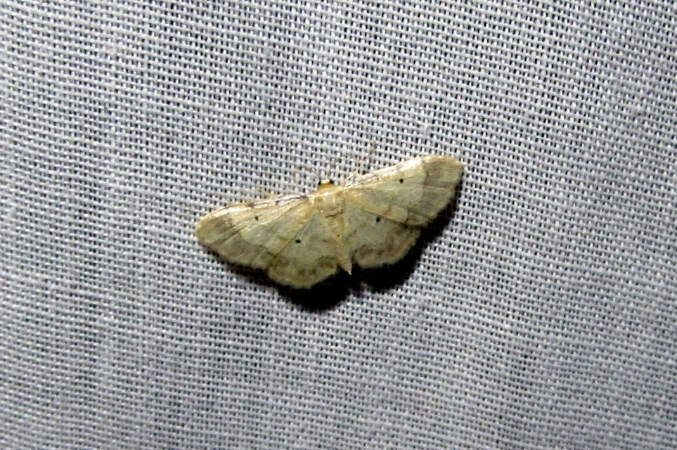 Idaea politaria - vonalas apróaraszoló