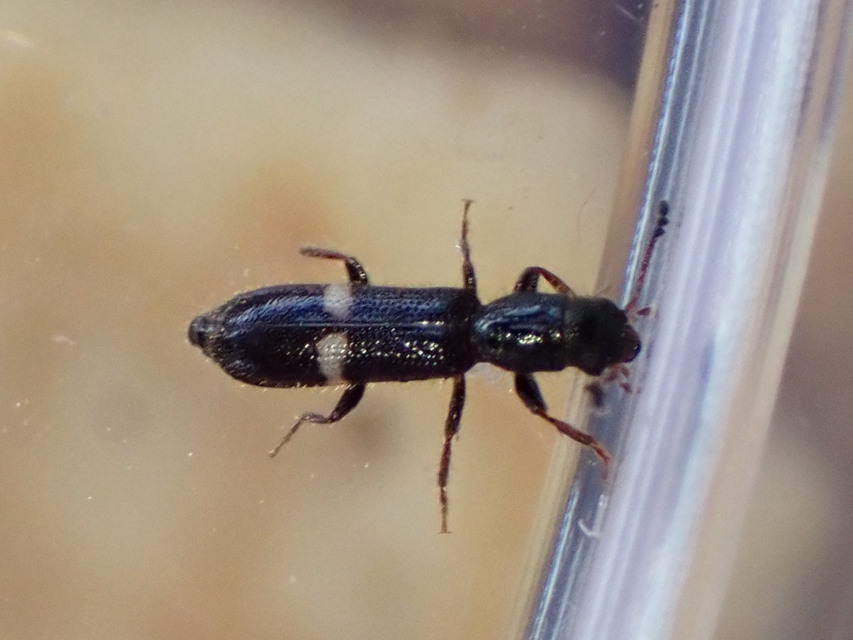 Tarsostenus univittatus - fehérszalagos szúfarkas