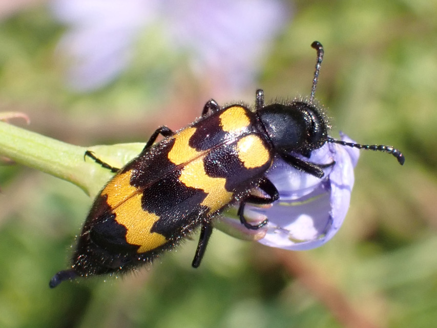 Mylabris variabilis - szalagos hólyaghúzó Mylabris variabilis - szalagos hólyaghúzó