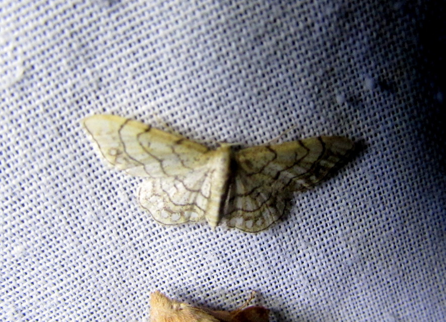 gyöngyös apróaraszoló - Idaea moniliata