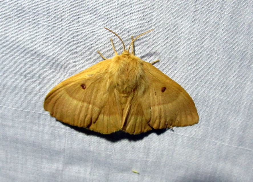 Lasiocampa quercus - tölgyfaszövő