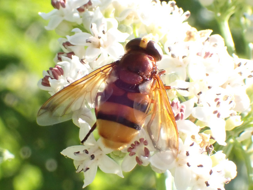 Volucella zonaria - kétöves pihelégy Volucella zonaria - kétöves pihelégy