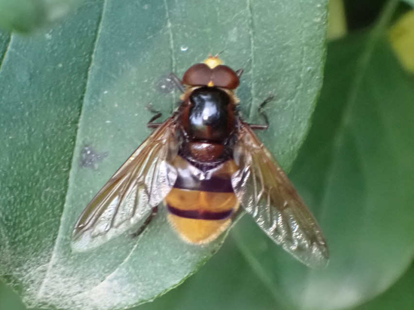 Volucella zonaria - kétöves pihelégy Volucella zonaria - kétöves pihelégy