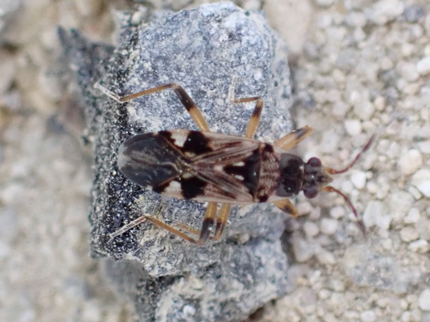 Beosus maritimus - homoki bodobács