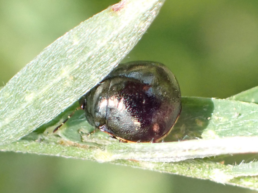 Coptosoma Coptosoma