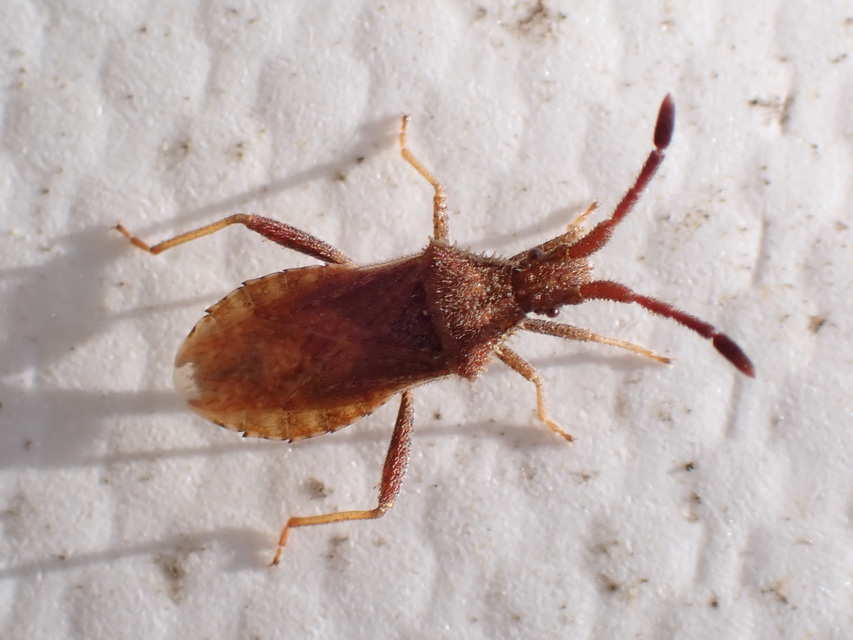 Coriomeris