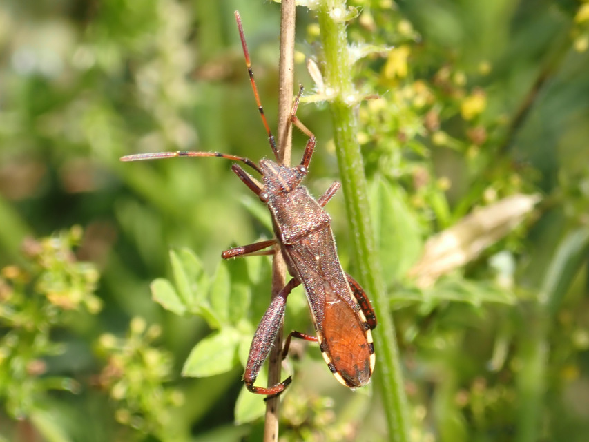 Camptopus lateralis - görbelábú karimáspoloska