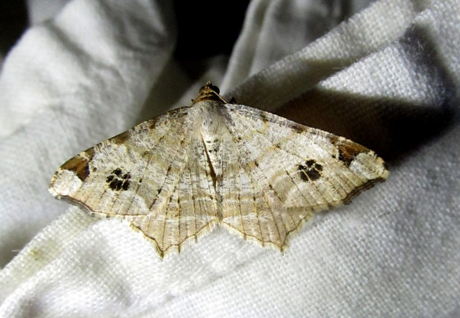 foltos szürkearaszoló - Macaria notata