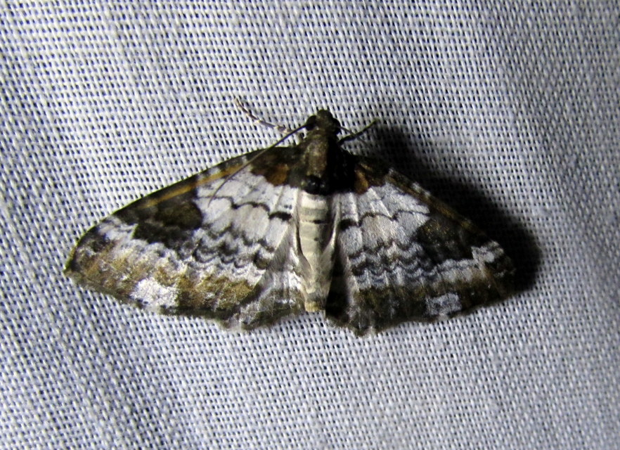 hullámos tarkaaraszoló - Melanthia procellata