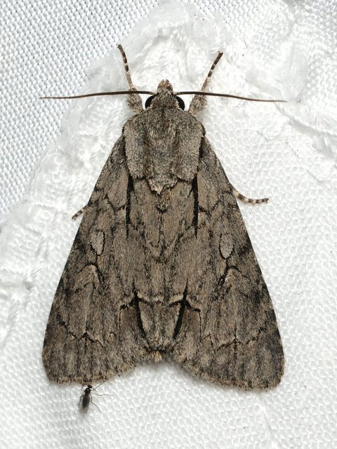 Acronicta cuspis/tridens/psi