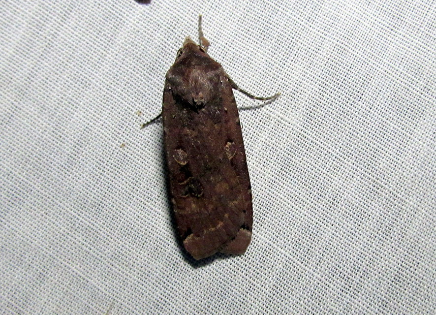 nagy sárgafűbagoly - Noctua pronuba