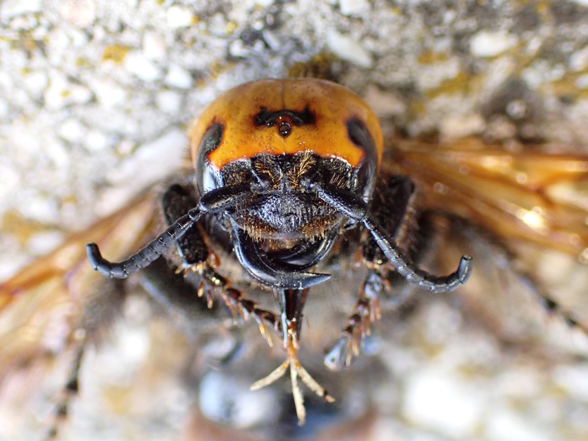 Megascolia maculata - óriás-tőrösdarázs