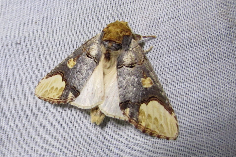 magyar púposszövő - Phalera bucephaloides