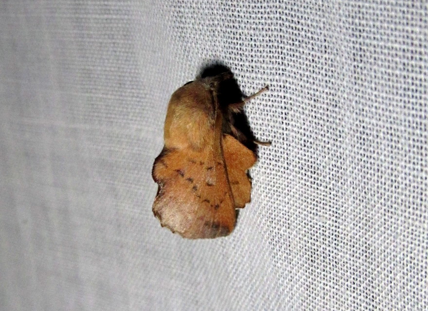 Phyllodesma tremulifolia - nyárlevélpohók