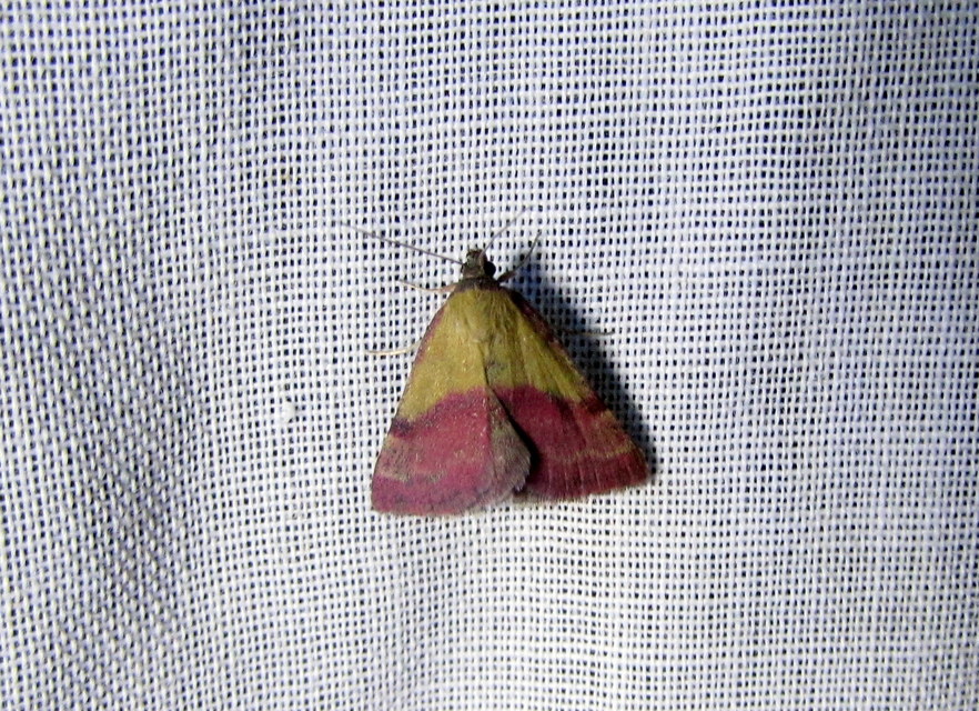 pirossávos bagoly - Phytometra viridaria