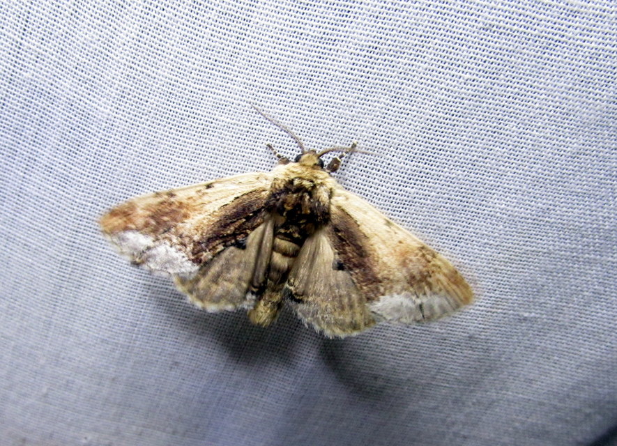 csuklyás púposszövő - Ptilodon cucullina