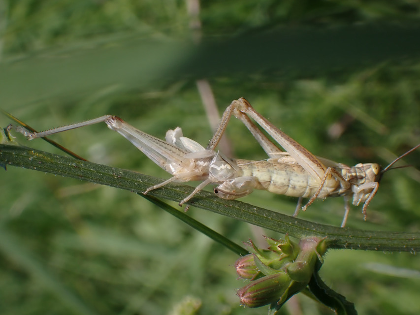 Euchorthippus