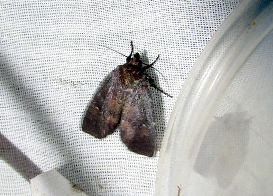 rozsdaszínű erdeibagoly - Rusina ferruginea