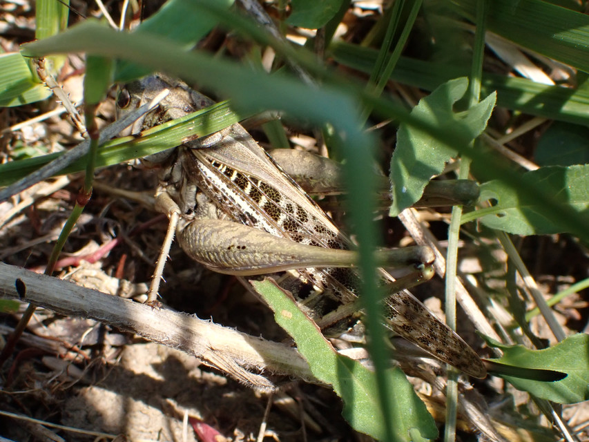 Decticus verrucivorus - szemölcsevő szöcske