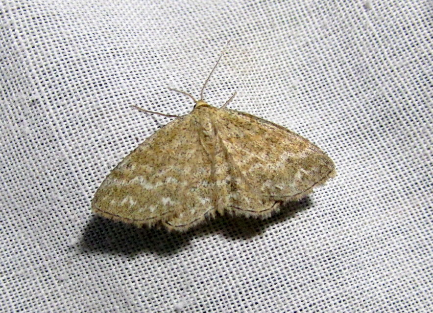 réti sávosaraszoló - Scopula immorata