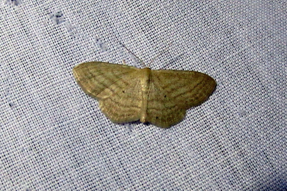 vesszős sávosaraszoló - Scopula virgulata