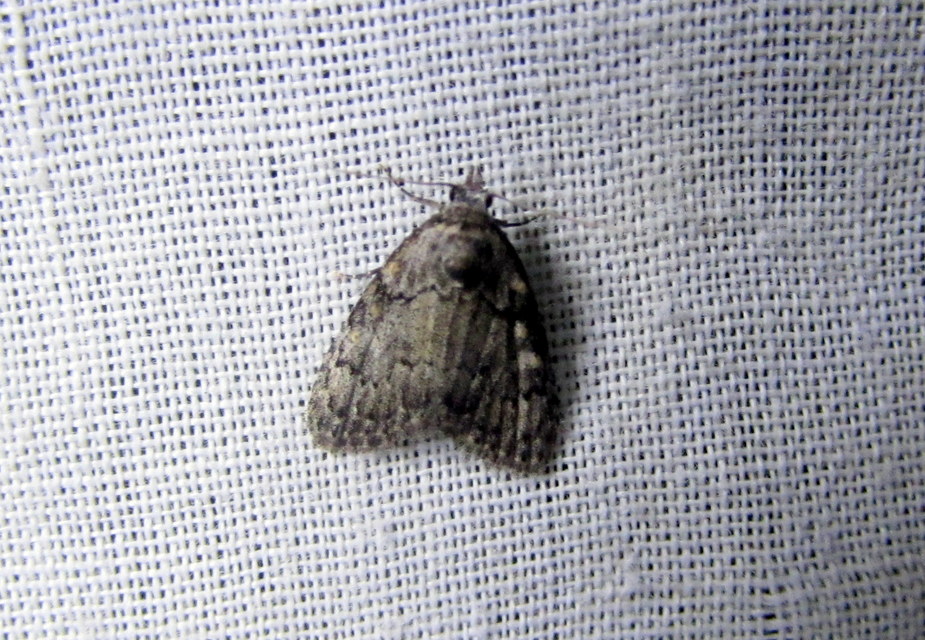 hamvas pamacsosszövő - Meganola strigula