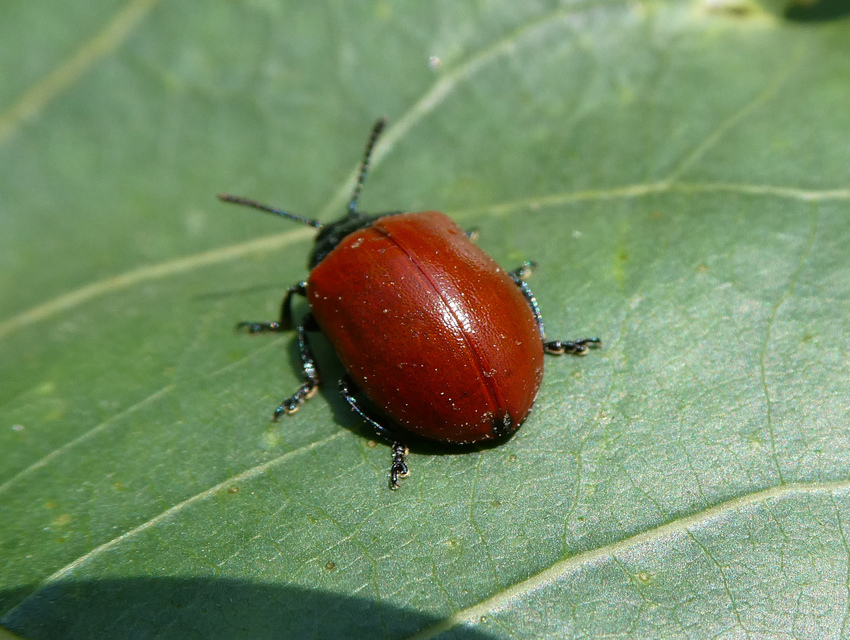 Chrysomela populi - nagy nyárlevelész
