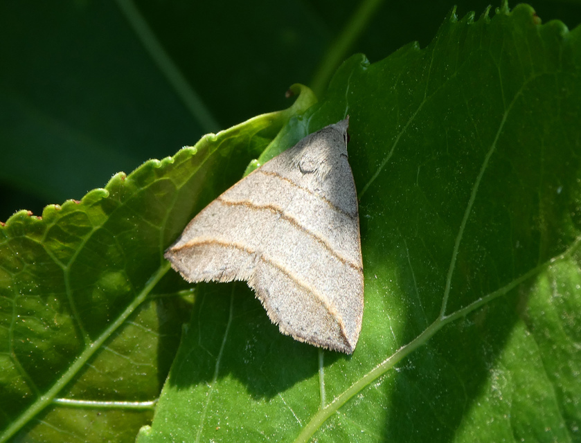 háromsávos törpebagoly - Colobochyla salicalis