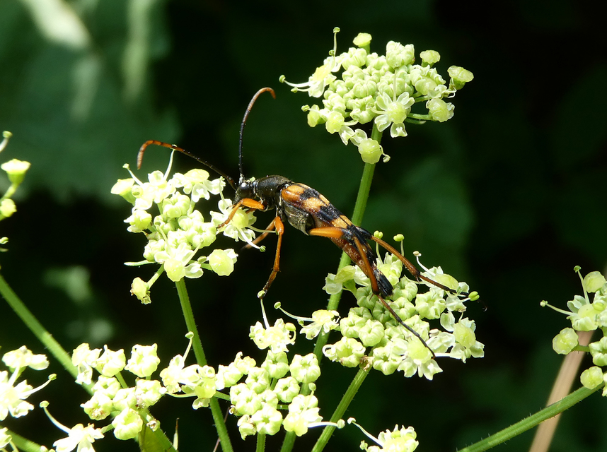 Strangalia attenuata - nyurgacincér