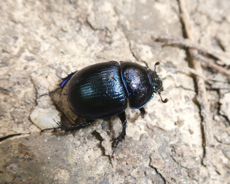 Anoplotrupes stercorosus - erdei álganéjtúró