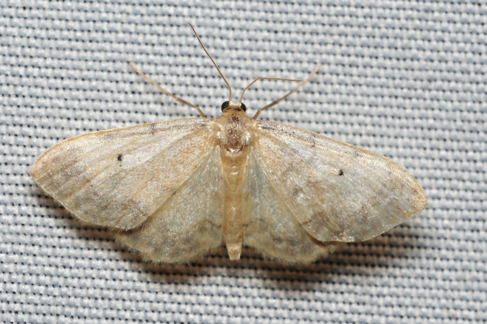 Idaea politaria - vonalas apróaraszoló