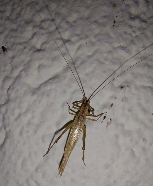 Oecanthus pellucens - pirregőtücsök