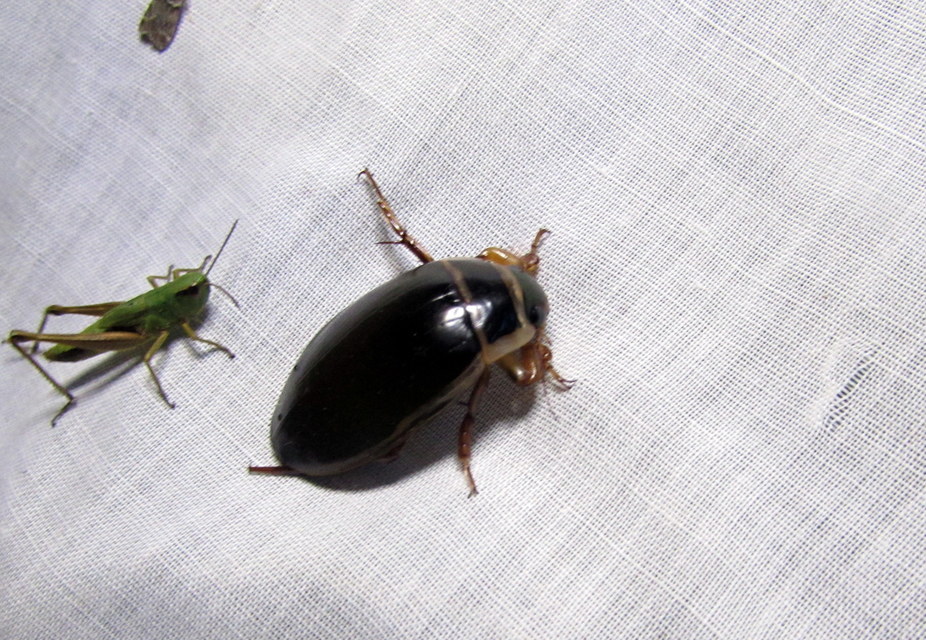 Dytiscus