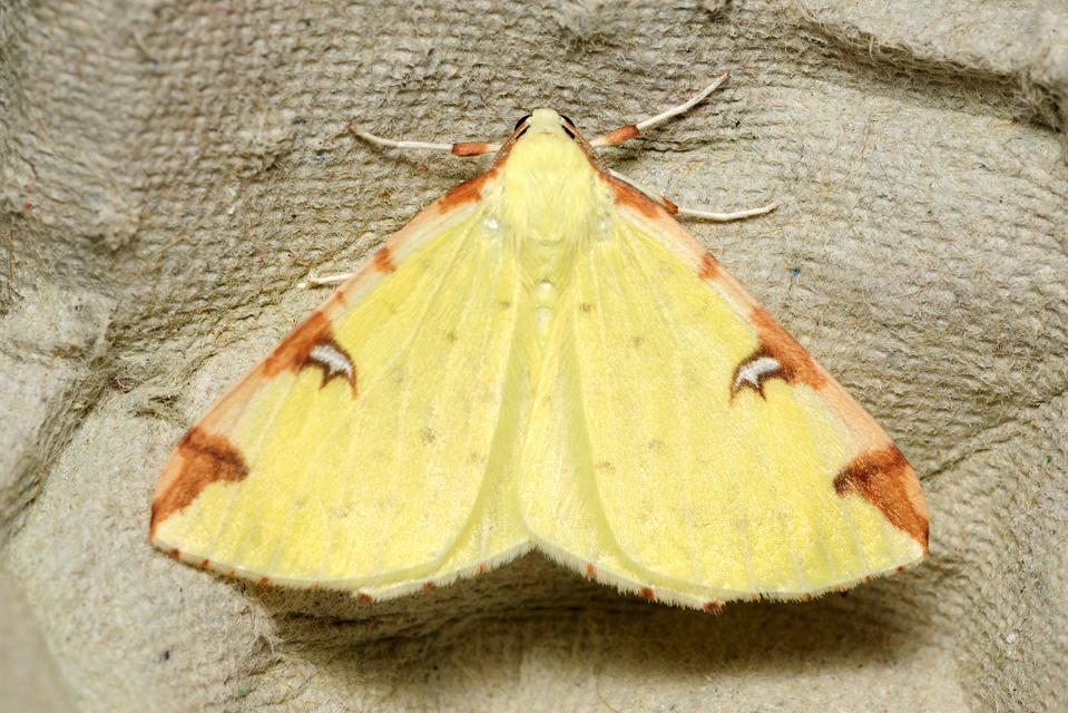 Opisthograptis luteolata - citromsárga araszoló